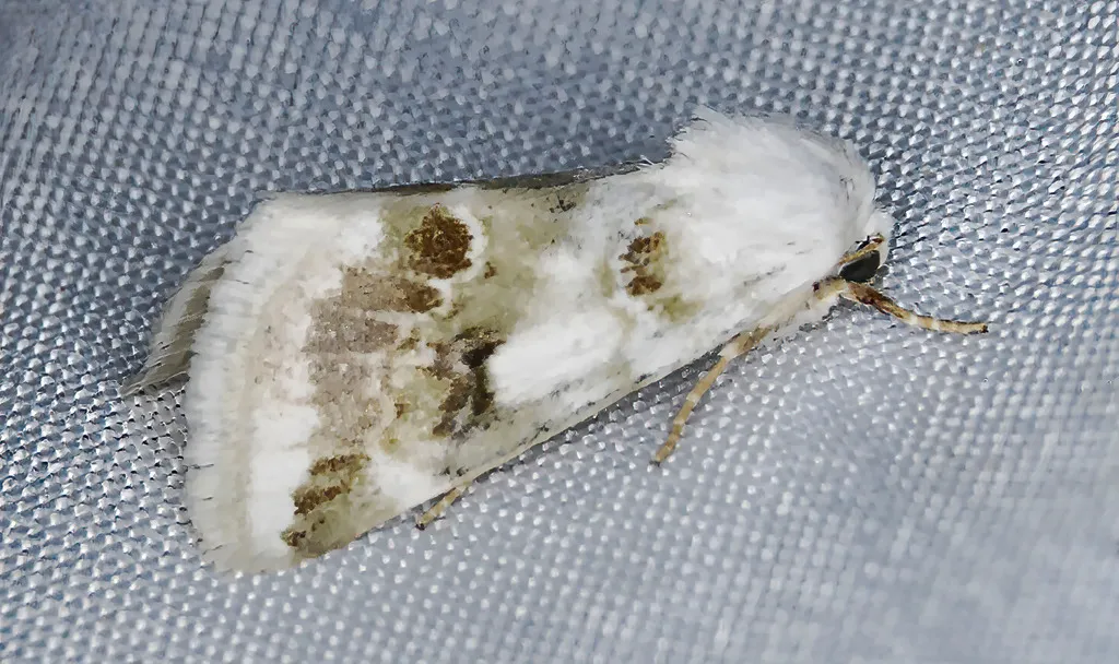 Schinia unimacula - Hodges#11188 - photo 2