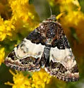Schinia vacciniae - Hodges#11087 - Schinia vacciniae