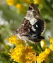 Schinia vacciniae - Hodges#11087 - photo 2