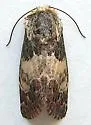 Schinia vacciniae - Hodges#11087 - photo 4