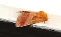 Schinia varix - Hodges#11115.1
