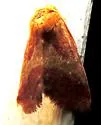 Schinia varix - Hodges#11115.1 - photo 2