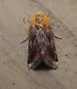 Schinia varix - Hodges#11115.1 - photo 3