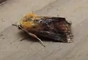 Schinia varix - Hodges#11115.1 - photo 4