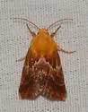 Schinia varix - Hodges#11115.1 - photo 5