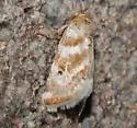 Schinia velaris - Hodges#11153 - photo 2