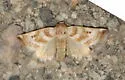 Schinia velaris - Hodges#11153 - photo 3