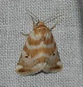 Schinia velaris - Hodges#11153 - photo 4