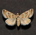 Schinia velaris - Hodges#11153 - photo 5
