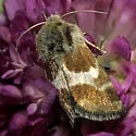 Little Dark Gem - Hodges#11083 - Schinia villosa