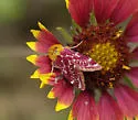 Painted Schinia - Hodges#11106 - Schinia volupia