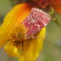 Painted Schinia - Hodges#11106 - photo 2