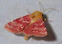Painted Schinia - Hodges#11106 - photo 3