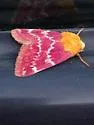 Painted Schinia - Hodges#11106 - photo 4