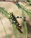 White-lined Bird Grasshopper