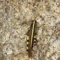 White-lined Bird Grasshopper - photo 2