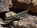 White-lined Bird Grasshopper - photo 3