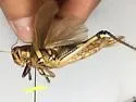 White-lined Bird Grasshopper - photo 4