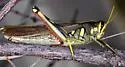 White-lined Bird Grasshopper - photo 5
