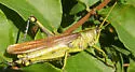 Leather-colored Bird Grasshopper