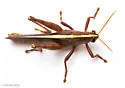 Leather-colored Bird Grasshopper - photo 2