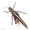 Leather-colored Bird Grasshopper - photo 3