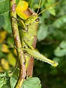 Leather-colored Bird Grasshopper - photo 4