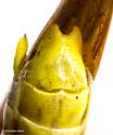 Leather-colored Bird Grasshopper - photo 5