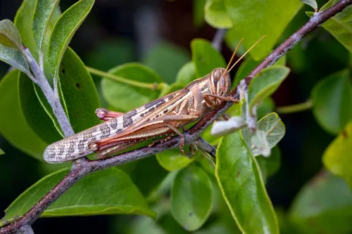 American Bird Grasshopper - photo 2