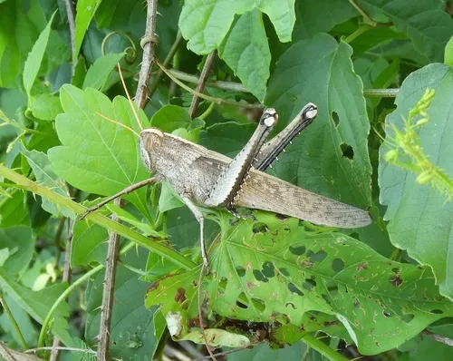 Schistocerca camerata