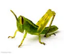 Rosemary Grasshopper