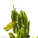 Rosemary Grasshopper - photo 2