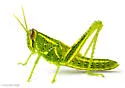 Rosemary Grasshopper - photo 3