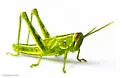 Rosemary Grasshopper - photo 4