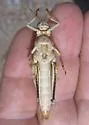 Spotted Bird Grasshopper
