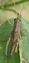 Spotted Bird Grasshopper - photo 2