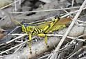 Spotted Bird Grasshopper - photo 3