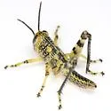 Spotted Bird Grasshopper - photo 4
