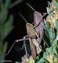 Spotted Bird Grasshopper - photo 5