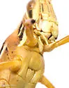 Schistocerca pallens - photo 4