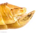 Schistocerca pallens - photo 5