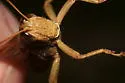 Rusty Bird Grasshopper