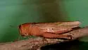 Rusty Bird Grasshopper - photo 2