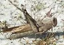 Rusty Bird Grasshopper - photo 3