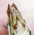 Rusty Bird Grasshopper - photo 4