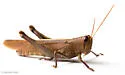 Rusty Bird Grasshopper - photo 5