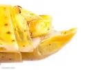 Schistocerca serialis - photo 2
