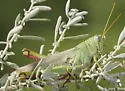 Green Bird Grasshopper
