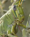Green Bird Grasshopper - photo 2