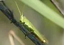 Green Bird Grasshopper - photo 3
